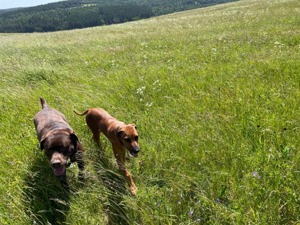 Penzion Koeniguv Mlyn Loučná pod Klínovcem Buitenkant foto